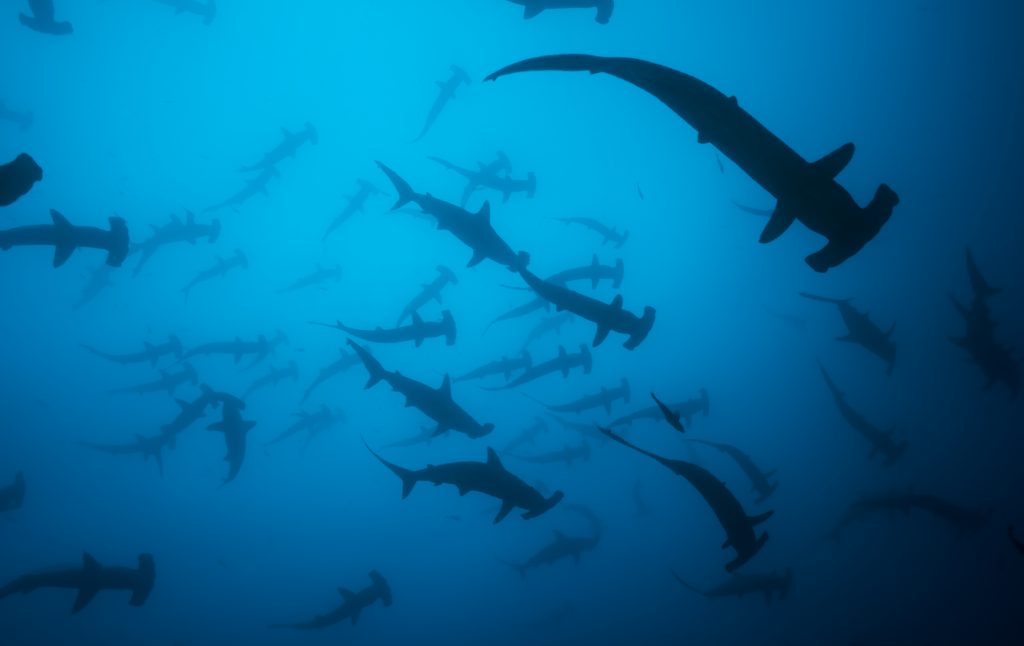 Sharks