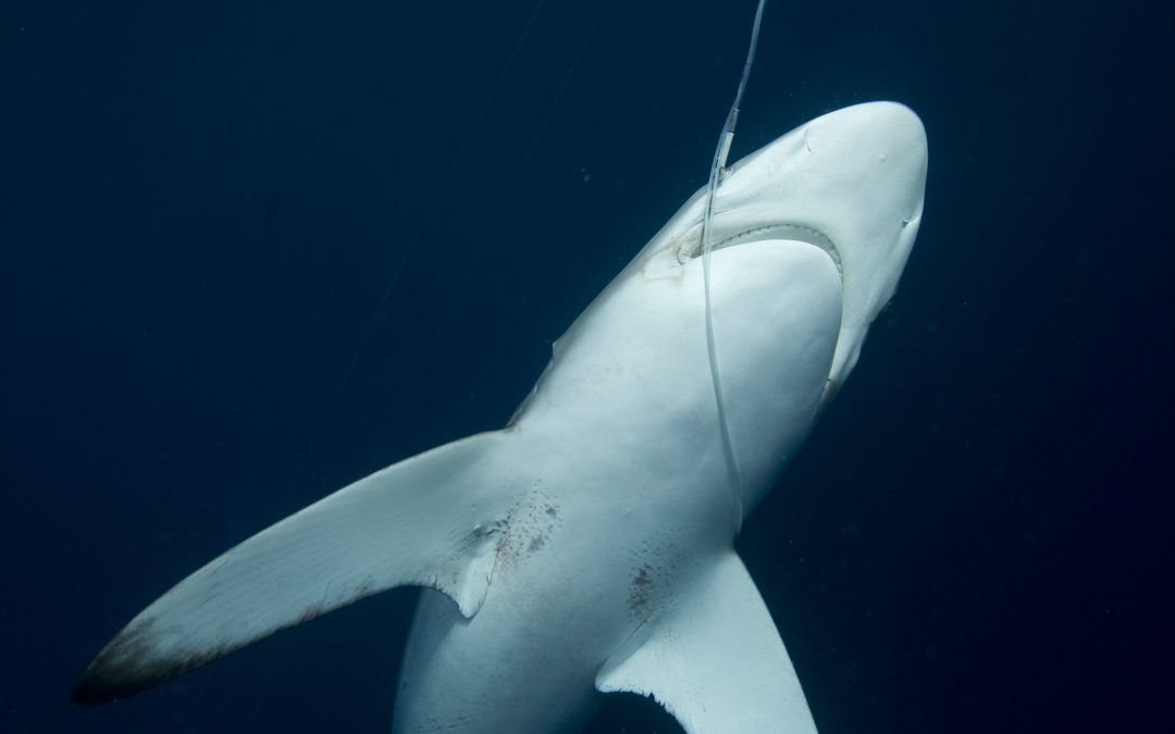 Nuevo estudio reclama cooperación internacional para proteger las rutas migratorias de los tiburones, o migravías, en el Pacífico Tropical Oriental.