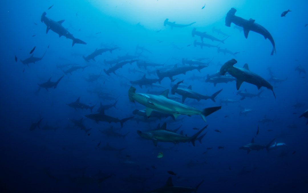 Solicitan permiso para exportar 690 kilos de aletas de tiburón martillo