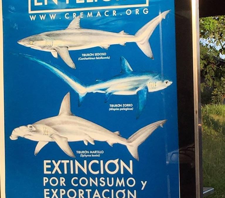 CREMA, FINS ATTACHED y TIBURONES VIVOS LANZAN NUEVO BANNER SOBRE ESPECIES DE TIBURONES EN PELIGRO