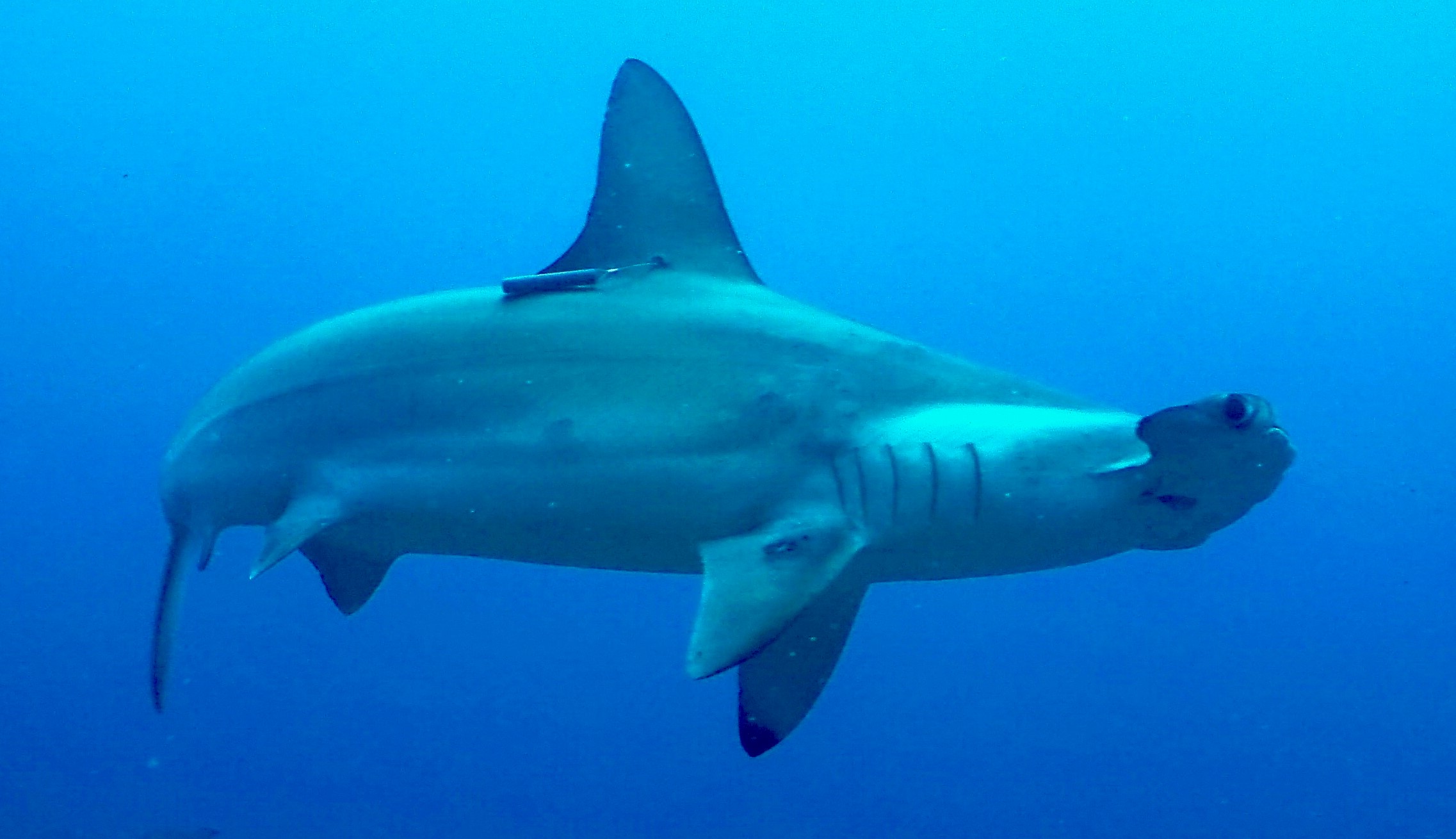 pESCA INDUSTRIAL DE TIBURONES SERíA PROHIBIDA EN AGUAS TERRRITORIALES DE COLOMBIA