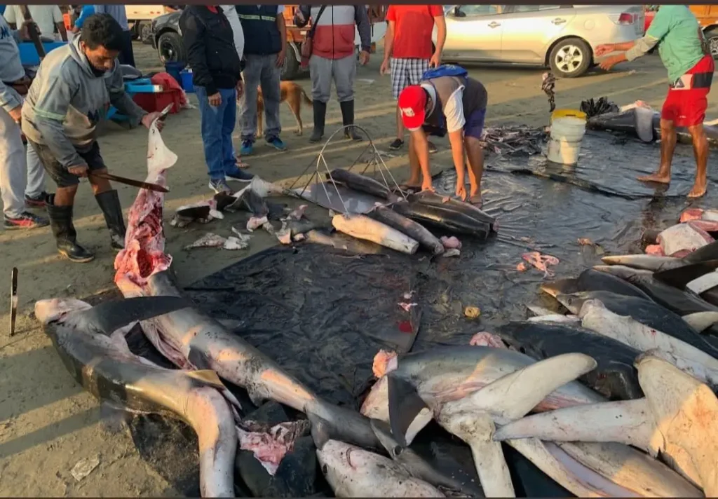 Tiburones Ecuador