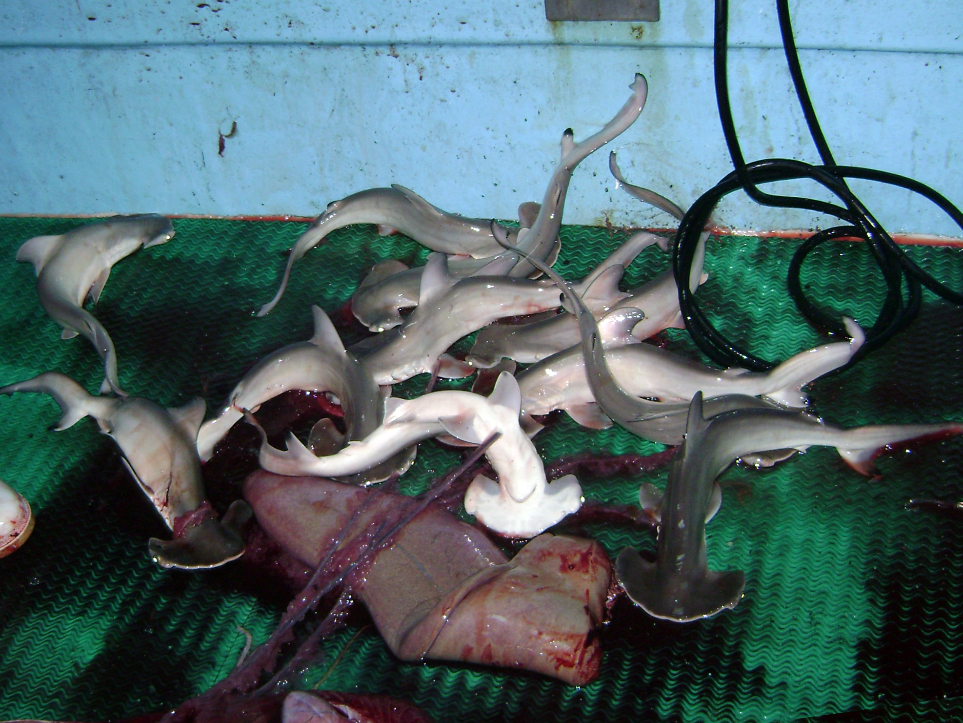 Pesca Accidental Tiburón Martillo Pesca Accidental Tiburón Martillo