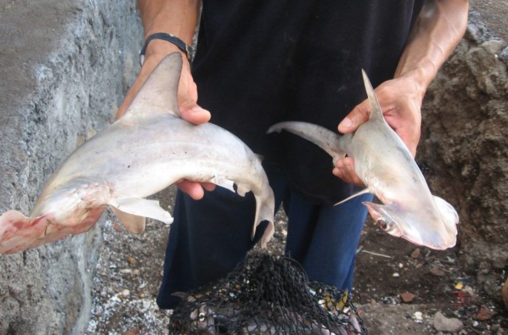 Pesca incidental del tiburón martillo continuará bajo responsabilidad de los pescadores.