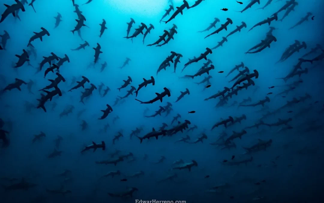 Piden prohibir exportación de productos de tiburones bajo amenaza de extinción desde Costa Rica.