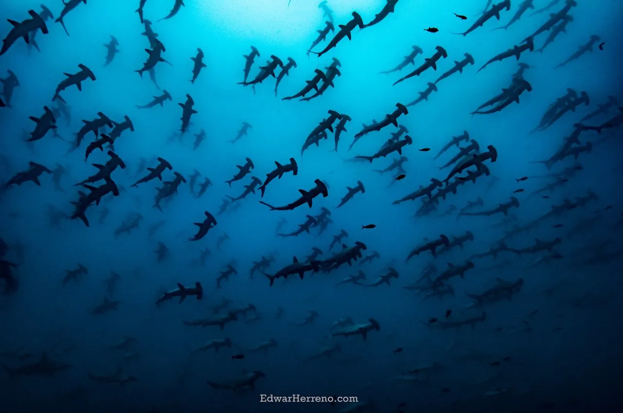 Tiburones