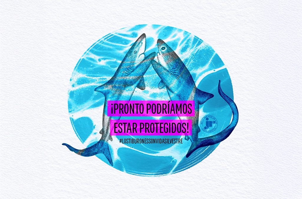Tiburones Sedoso y Zorro podrían gozar pronto de protección en Costa Rica