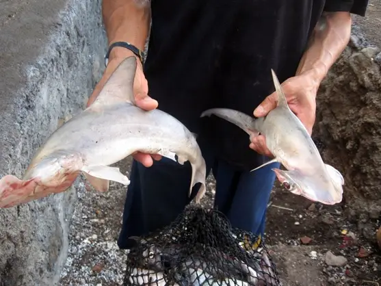 MINAE debe responder por pesca incidental de tiburón martillo en el Golfo Dulce
