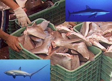 ¡Victoria!  Tribunal Contencioso ordena detener exportación de tiburón sedoso y tres especies de tiburón zorro