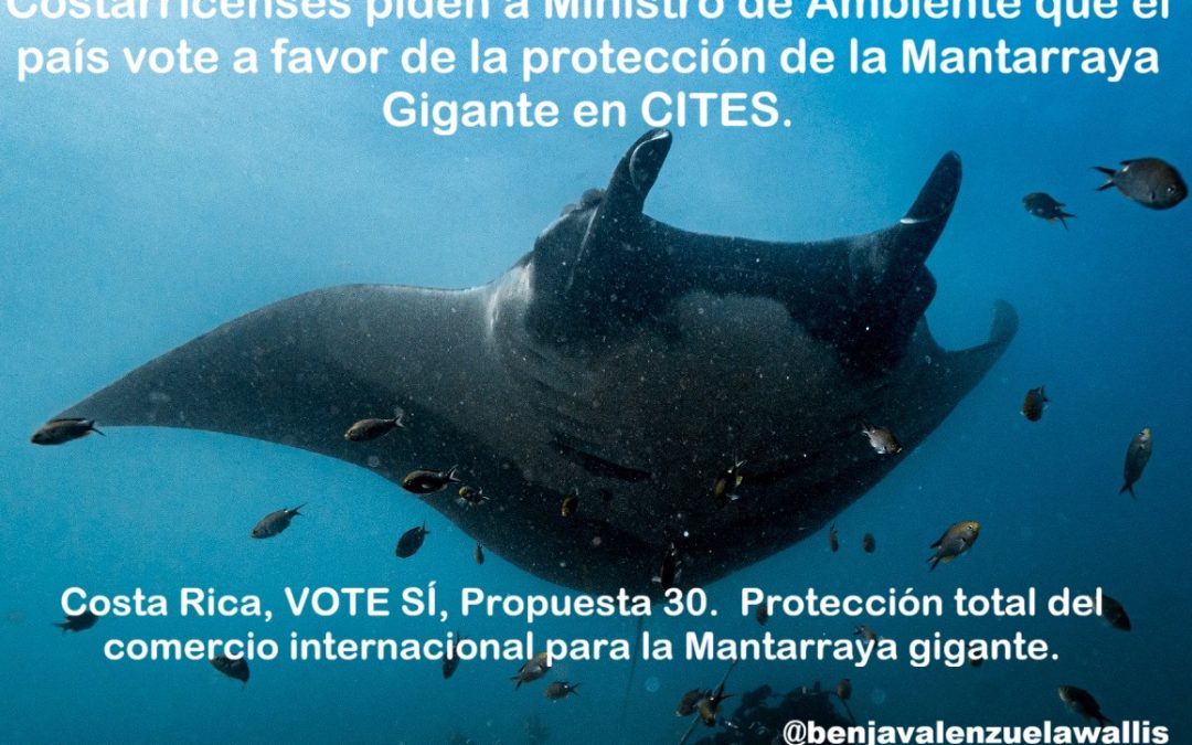 Costarricenses piden a Ministro de Ambiente que el país vote a favor de la protección de la Mantarraya Gigante en CITES.