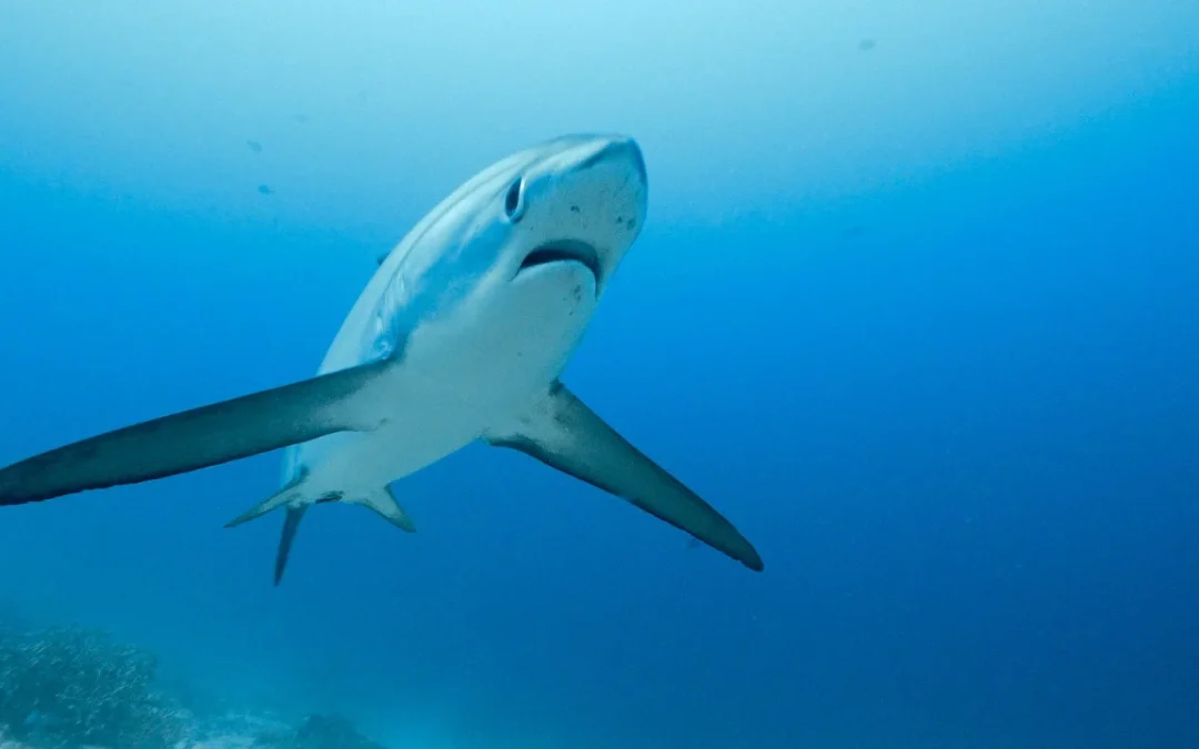 Costa Rica Debe Suspender Inmediatamente la Pesca Comercial y las Exportaciones del Tiburón Zorro Pelágico
